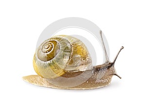 Garden banded snail