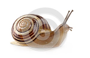 Garden banded snail