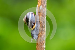 Garden banded snail (capaea hortensis