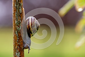 Garden banded snail (capaea hortensis