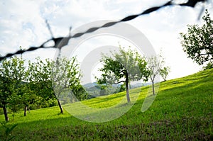 garden with barbed wire fence