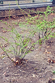 Garden with barberries bushes