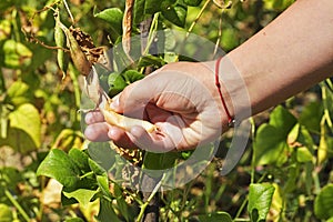 Garden beans are harvested