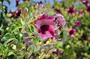 Allamanda blanchetti flower in sunny day photo