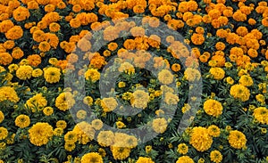 Garden of beautiful marigold