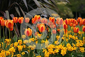 Garden of beautiful orange tulips