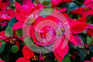 Garden with beautiful red Christmas poinsettia flower and a dew