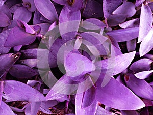 Garden beautiful wih purple color photo