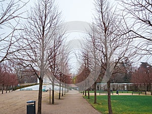 Garden beautiful in the winter season tree green grass