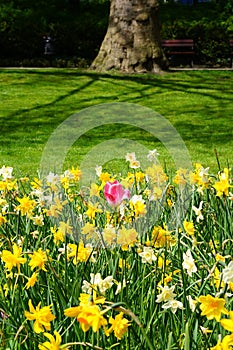 Garden of beautiful yellow hyacinth flowers with a single pink tulip