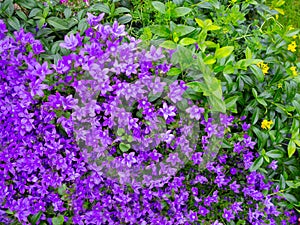 A garden bed with blooming bluebells and rockeries.