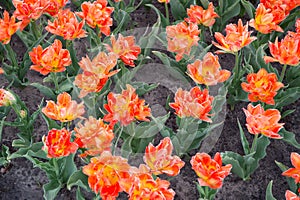 Garden bed. bulb field in springtime. harmony in meditation. Beautiful orange tulip fields. Holland during spring