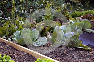 Garden bed with cabbage