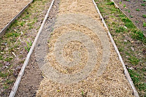 Garden bed with dry grass mulch. The soil of the garden is covered with straw from frost, mulching