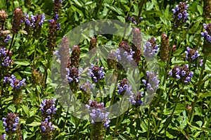 Garden bed of flowering prunella vulgaris or common seal-heal