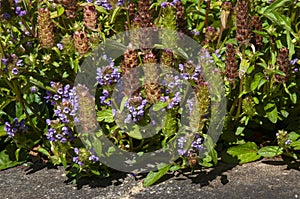 Garden bed of flowering prunella vulgaris or common seal-heal