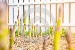 Garden bed with growing asparagus close-up. Mulching the soil with dry grass. Growing delicious vegetables in the home garden