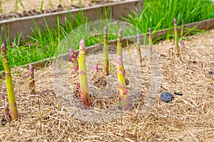 Garden bed with growing asparagus close-up. Mulching the soil with dry grass. Growing delicious vegetables in the home garden