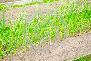 Garden bed with growing garlic. Growing healthy foods in the home garden