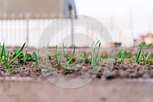 A garden bed with growing green garlic close-up on the background of a private house