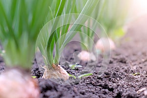 Garden bed of growing onions in farm, gardening and farming concept.