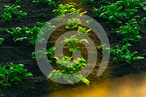 Garden bed with growing potatoes illuminated by a ray of sun in the early morning at sunrise