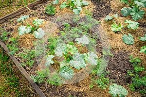 Garden bed with growing young zucchini. The soil is covered with dry grass mulch