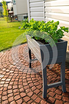 Garden bed with kale and spinach