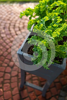 Garden bed with kale and spinach