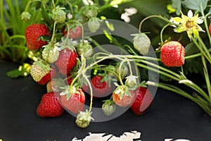 Garden-bed of strawberries nestled black material