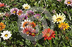 Garden bed of vibrant colored flowering gazania plants