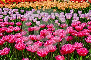 Garden bed with yellow tulips.