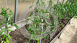 Garden beds with tomatoes growing in a greenhouse. Vegetables in the greenhouse. Blooming bushes of tomatoes in the summer