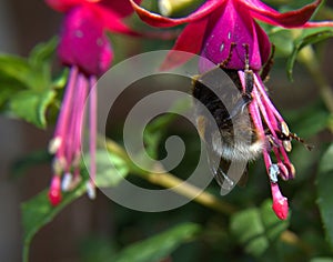 Garden bee (Bombus Hortorum) with fuschia