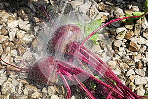Garden Beet Vegetable Sprayed with Water