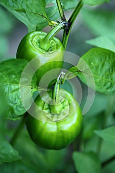 Garden bell peppers