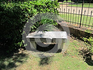 Garden bench with metal fence and greenery