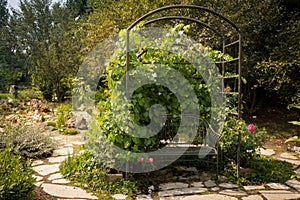 Garden Bench With Trellis