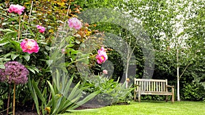 Garden bench under birch trees, flowering pink peony