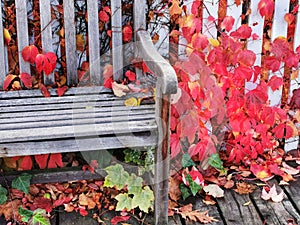 Garden bench and a wooden fence with multicoloured autumn leaves