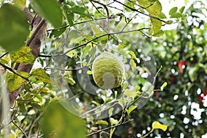 In the garden. Bergamot ripens on a tree