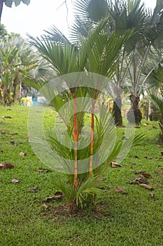Garden Betel palm in summer,Thailand