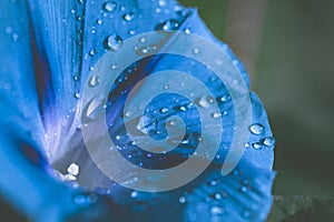 Garden bindweed flower closeup