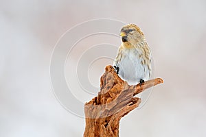 Garden bird Common Linnet, Carduelis cannabina, songbird sitting on the nice lichen tree branch, Czech. Bird in nature. Spring tit