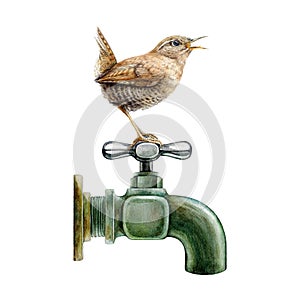 Garden bird perched on a vintage style metal water tap. Watercolor illustration. Hand painted singing wren on a garden