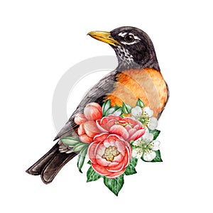 Garden bird with quince flower decor. Watercolor illustration. Hand painted American robin bird with garden flowers and