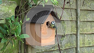 Garden birds blue tit nesting