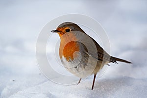 Garden Birds. Robin Erithacus rubecula in the wild