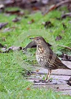 Garden Birds - Song Thrush