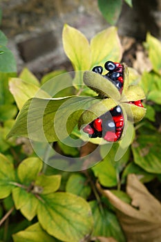 Garden: black and red peony flower seeds